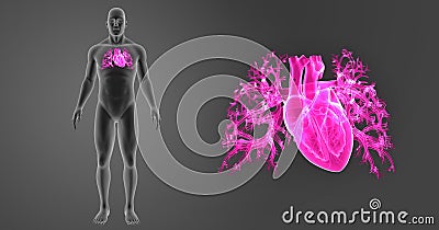 Human Heart zoom with Body Anterior view Stock Photo